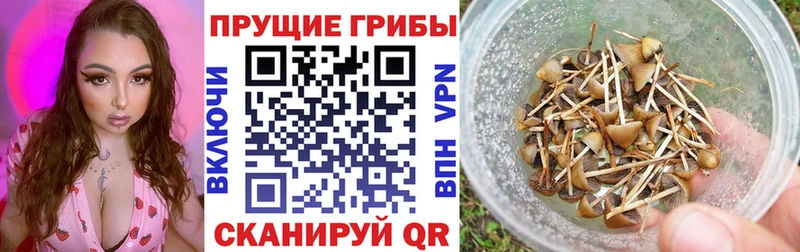 Псилоцибиновые грибы Cubensis  магазин продажи   кракен ONION  Кизилюрт 